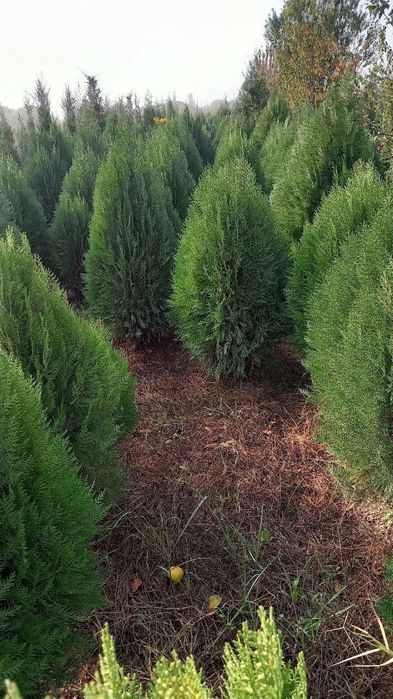 Арча Можовелник ва туя арчалар зелёный забор учун.