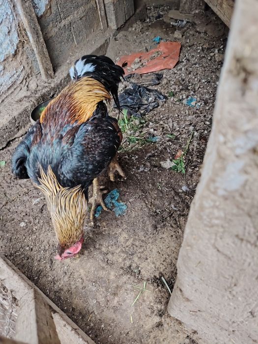 Дакан хуроз сотилади зотдор