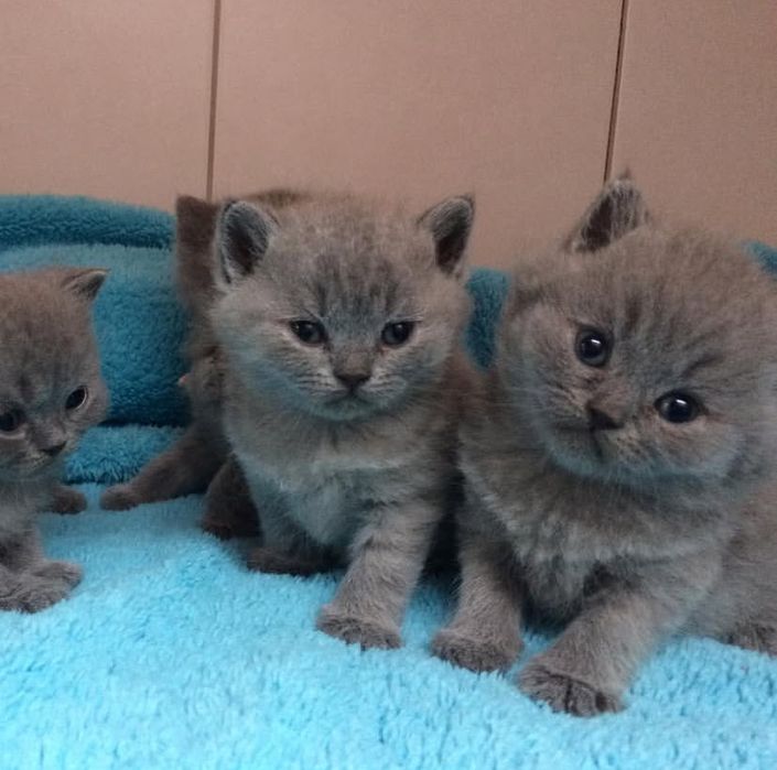 Британские котята