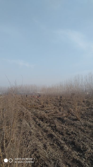 Pavlonya dunyodagi eng tez oʻsuvchi daraxt