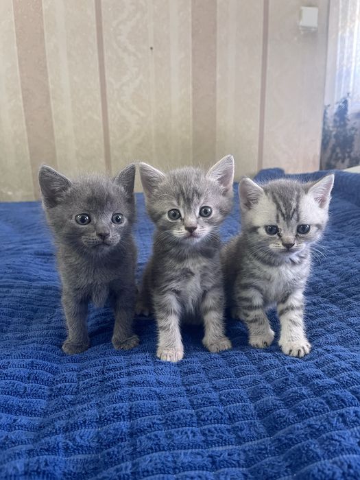 Шотладские котята ( Скоттиш Страйк )
