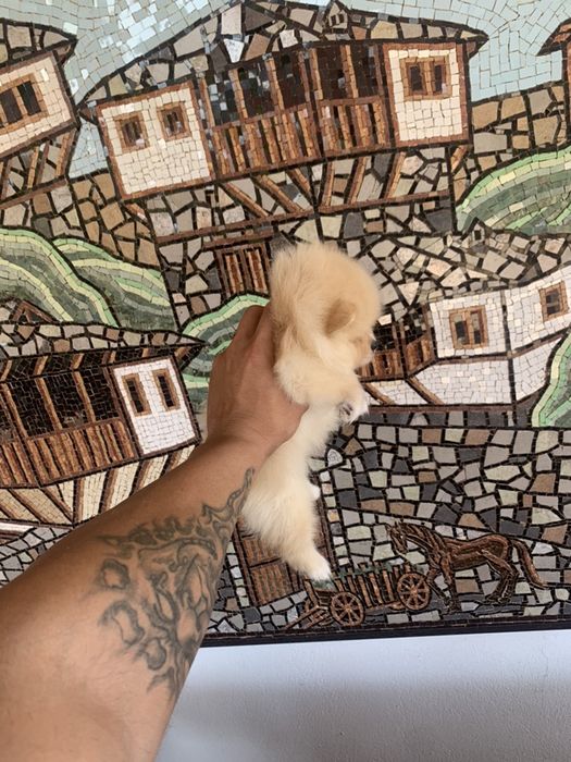 померан мими