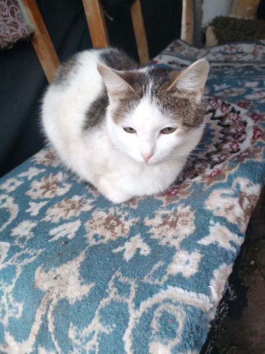 Кастрированная кошка и кот