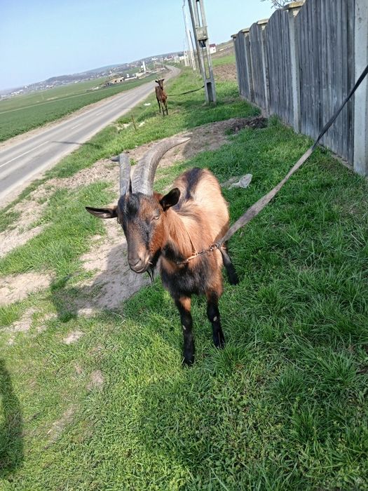 Vînd țap crescut de mic