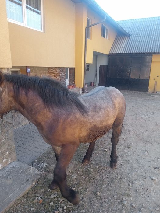 Vând mânz de 2 ani Feldru