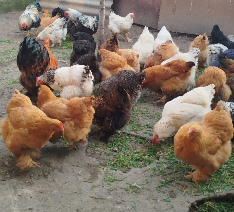 Ouă Brahma de incubat