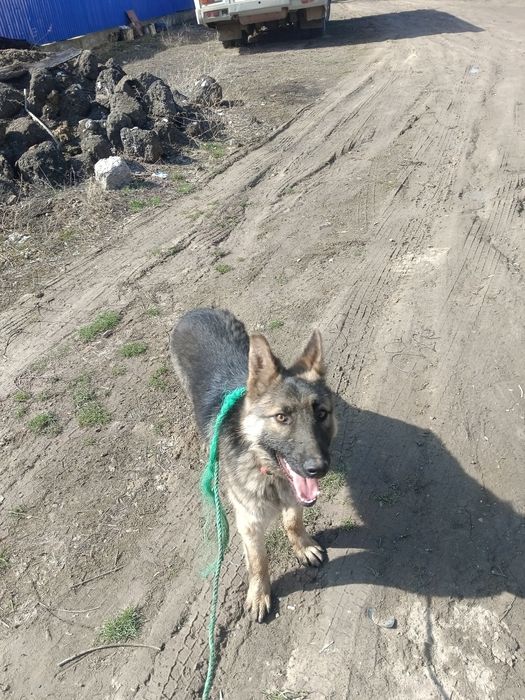 Овчарка немец бельгииски смес