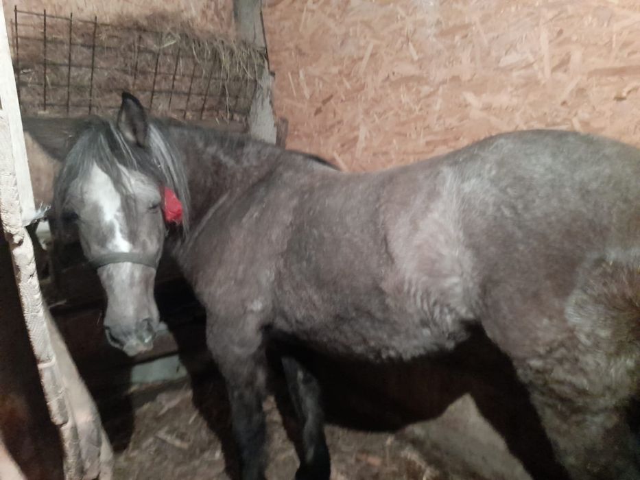 Vand manza / iapa 2 ani