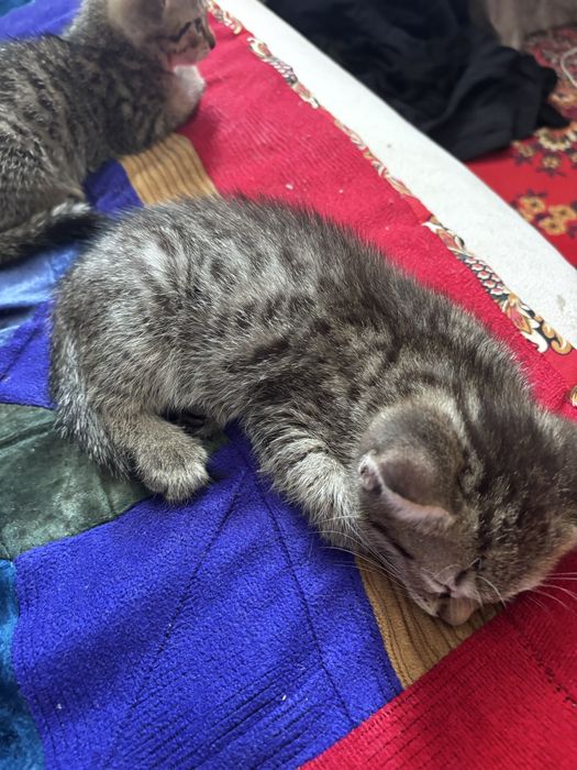 Продам котят шотландцы