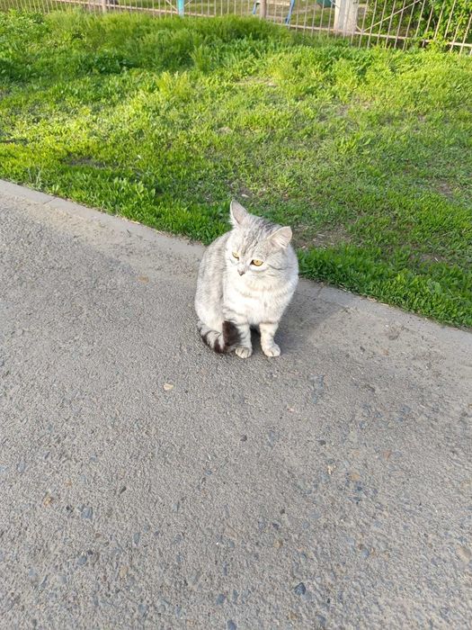 Ищем дом умному и ласковому котику