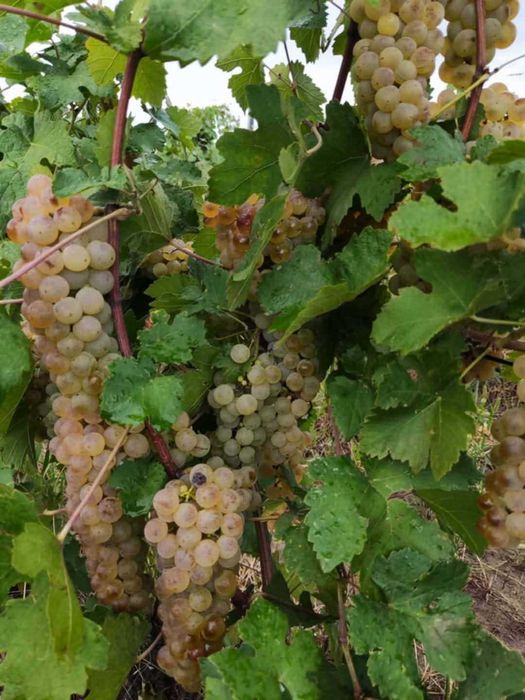 Butași de vită de vie de anul 2 și de anul 3