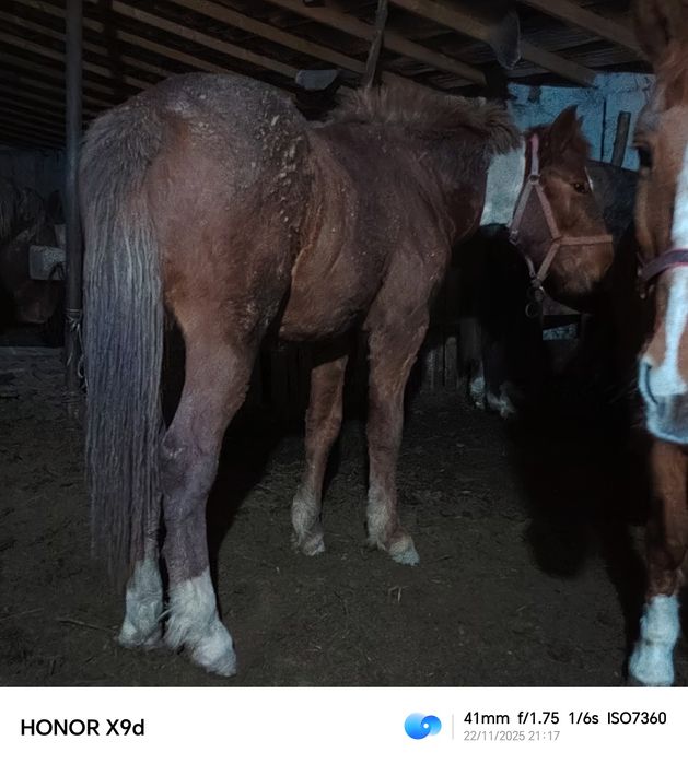 Тай кунан ат жылкы