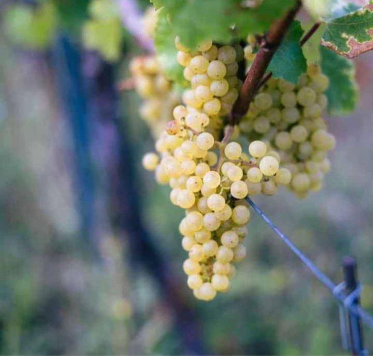 Vindem struguri de calitate pentru un vin de calitate