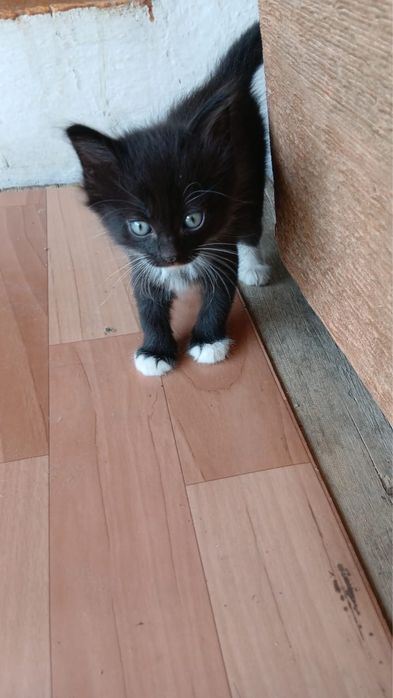 Отдам в хорошие руки котят