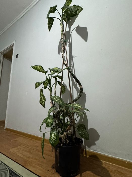 Цветы Диффенбахия