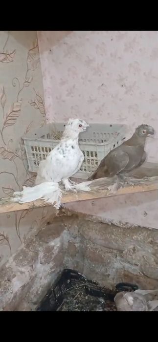 Продам голубей...
