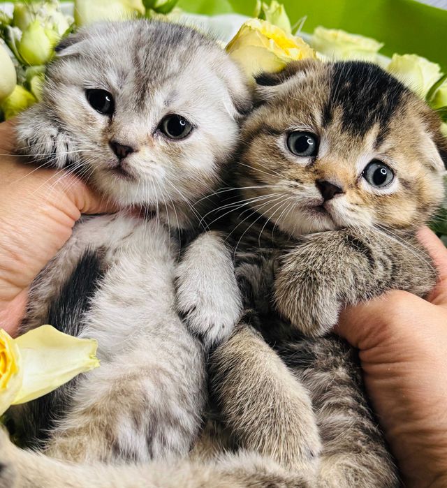 вислоушки  мальчики