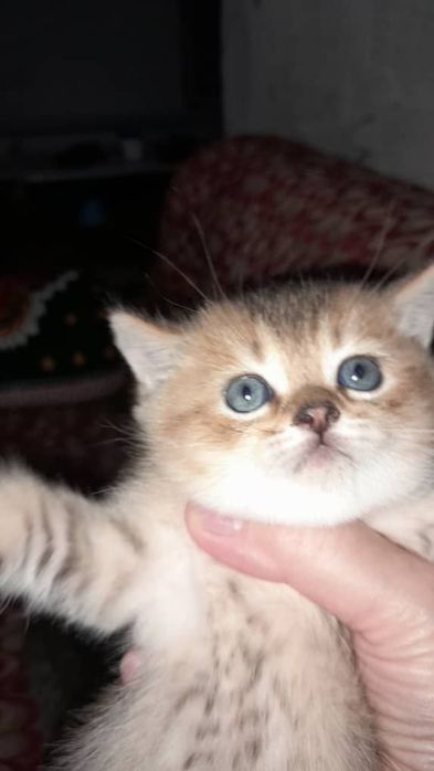 Вислоухие котёнки