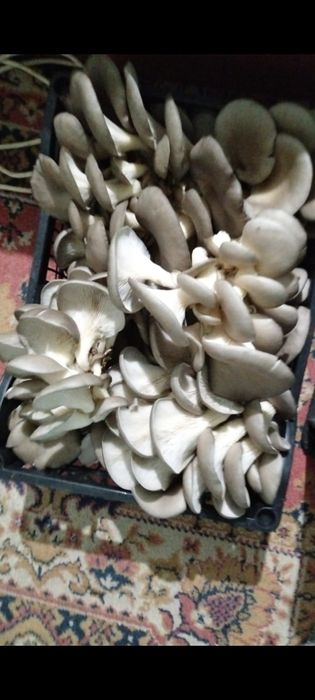 Грибы домашние ,