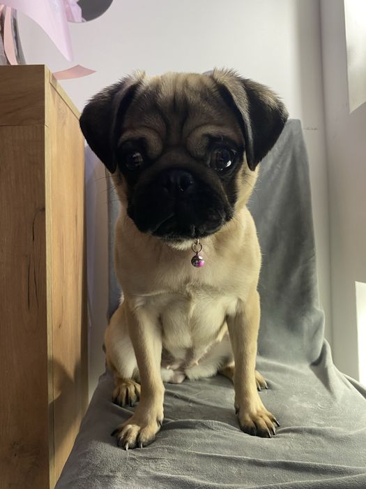 Мопс Белла ищет себе новых хозяев!