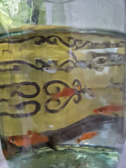 Мальки гуппи 8шт. 3мес..