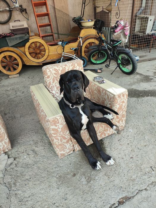 Немецкий ДОГ (вязка)