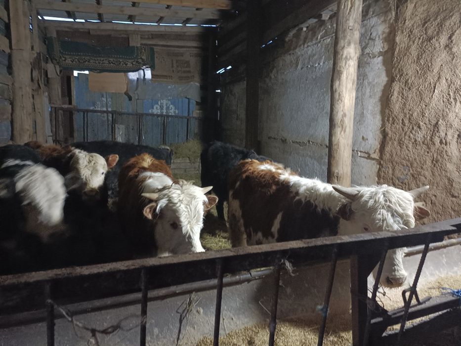 Продам бычков годовалых с откорма.!