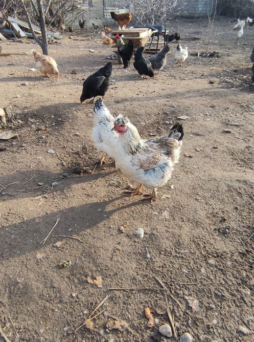 Инкубационные яйца куриные