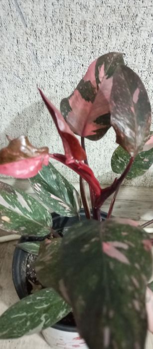 Сортовые филодендроны