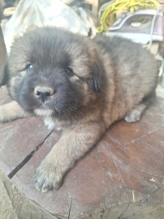 Catelusi Donatie