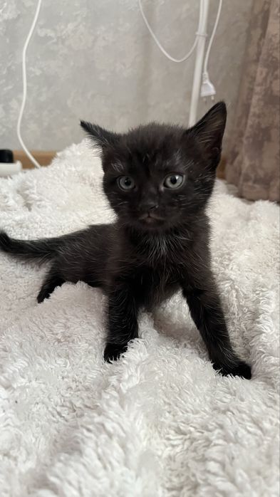 Отдам котят мальчиков