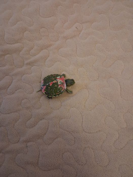 Красноухая черепаха маленькая черепашка