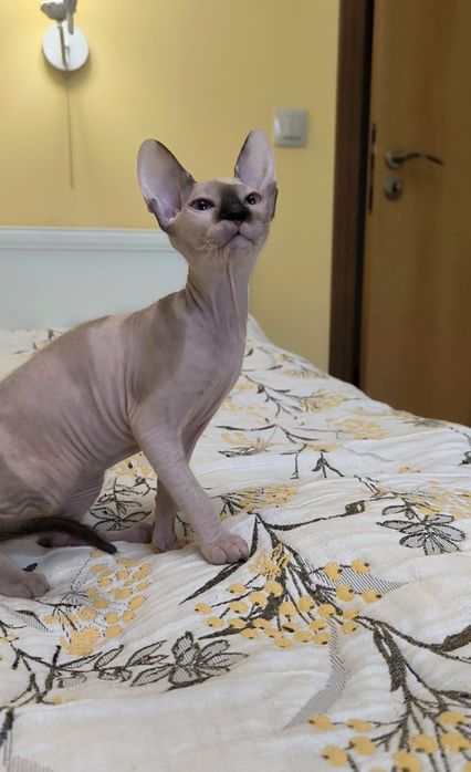 Донски Сфинкс със сине очи с родословие