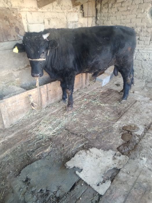 Огиз 2 жасар жемде турган