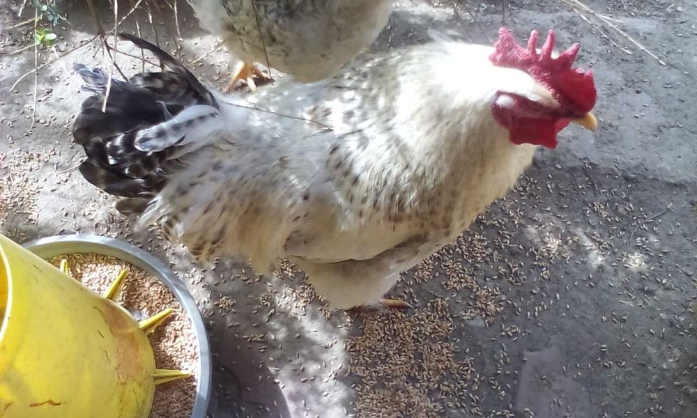 Cocosi de casa  crescuti cu cereale