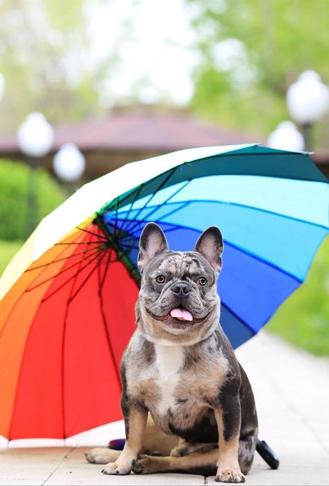 Вязка французский бульдог