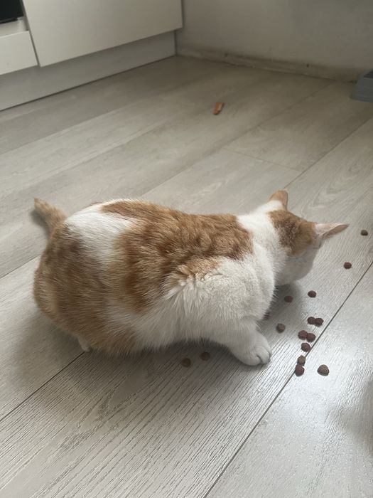 Отдам бесплатно кошку