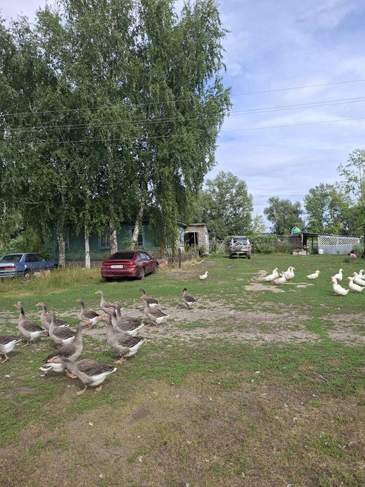 Продам дом в с.Новая шульба
