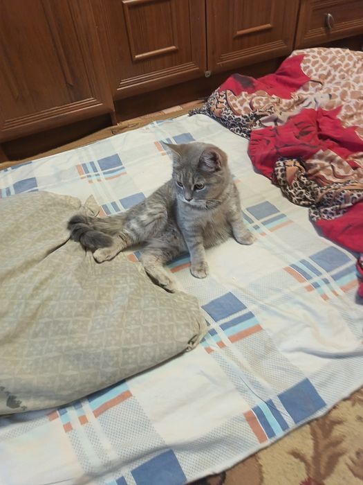Отдам кошечку в добрые руки