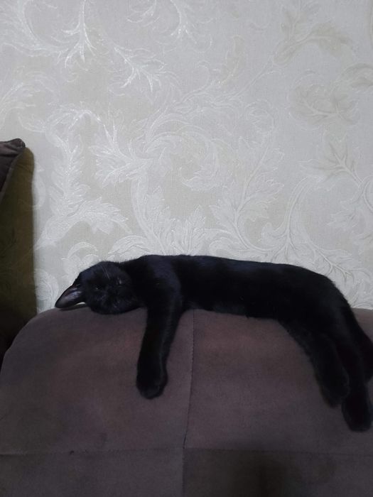 Кошечка домашняя