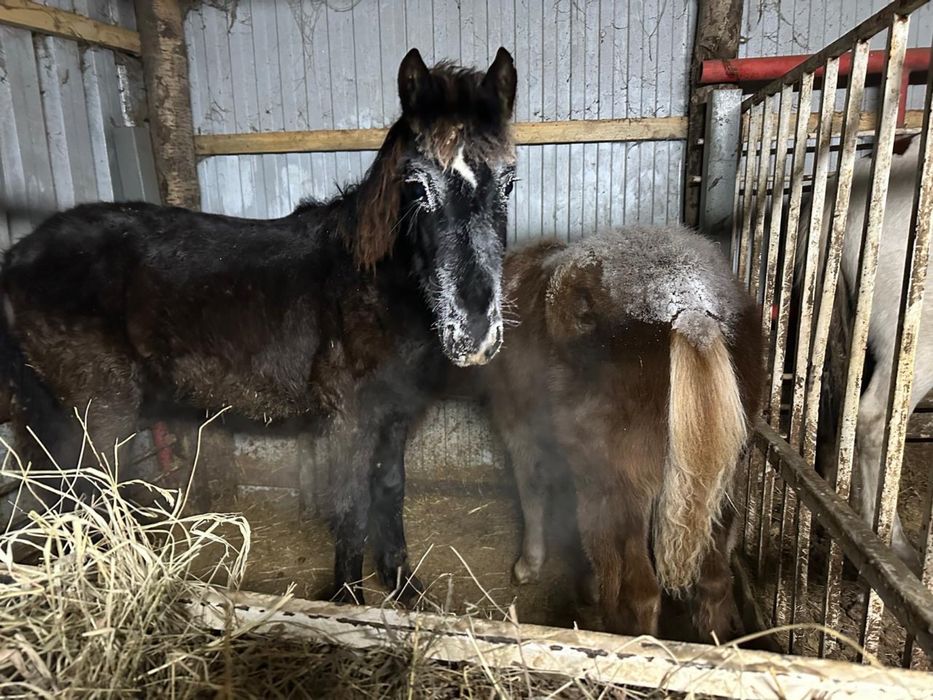 Продам двух жеребят