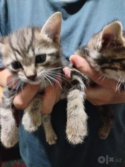 Скотиш страйт котята
