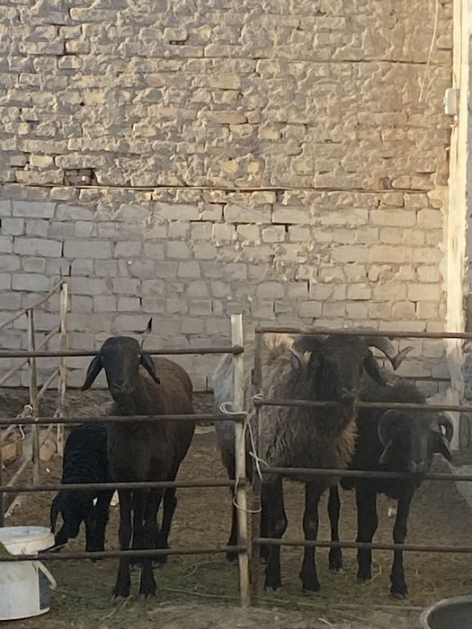 Qo’yla satiladi 4 dana . Куйла сотилади