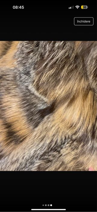 Haina de blana vulpe