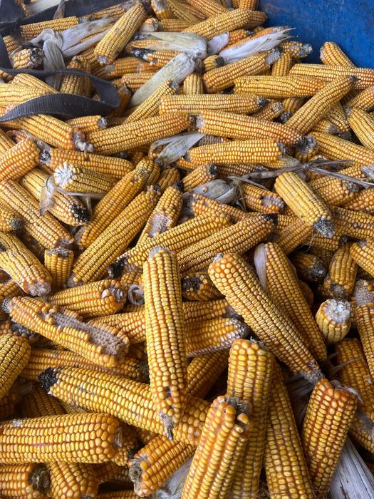 Vand porumb stiuleti