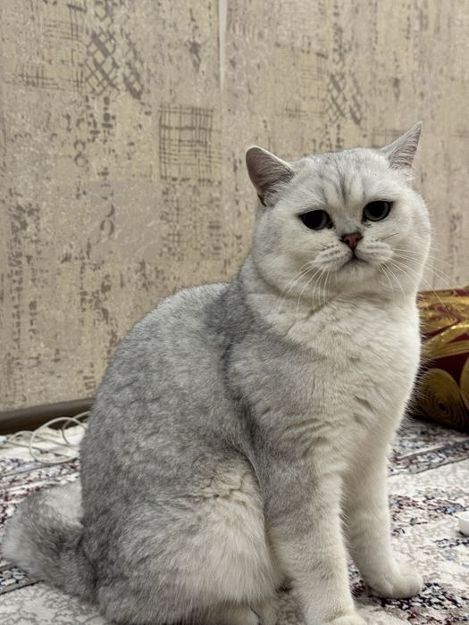 ВЯЗКА ! кот честокровный серебристый шиншилла