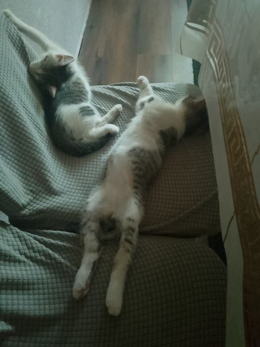 Котята веселые шустрый