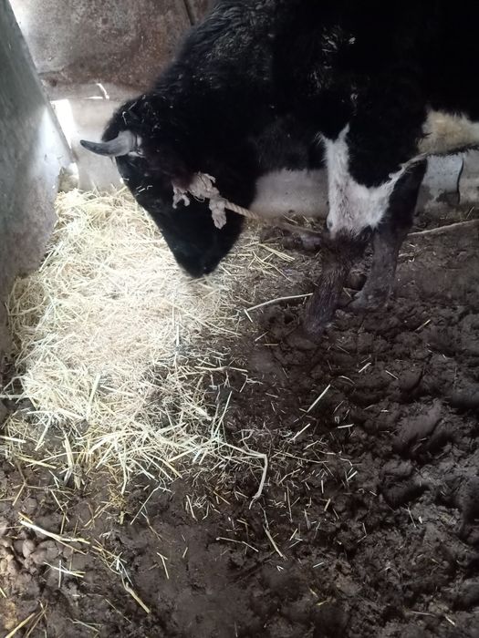 Продается две коровы