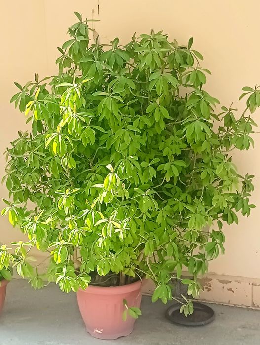 Manzarali gullar sotiladi!