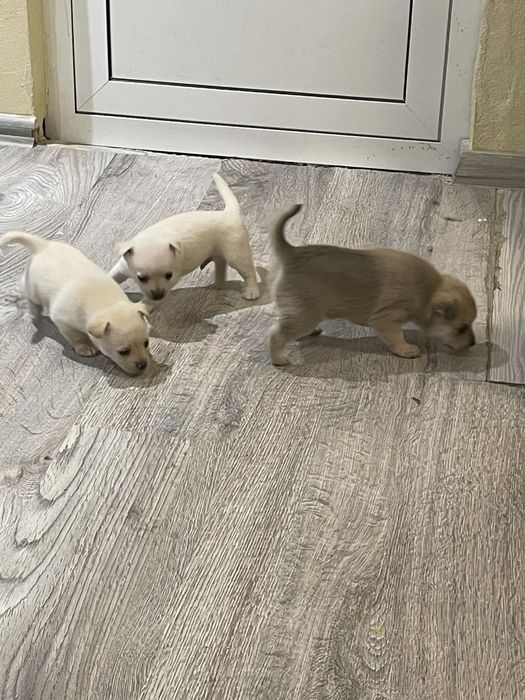 Малки  здрави бебета шпиц